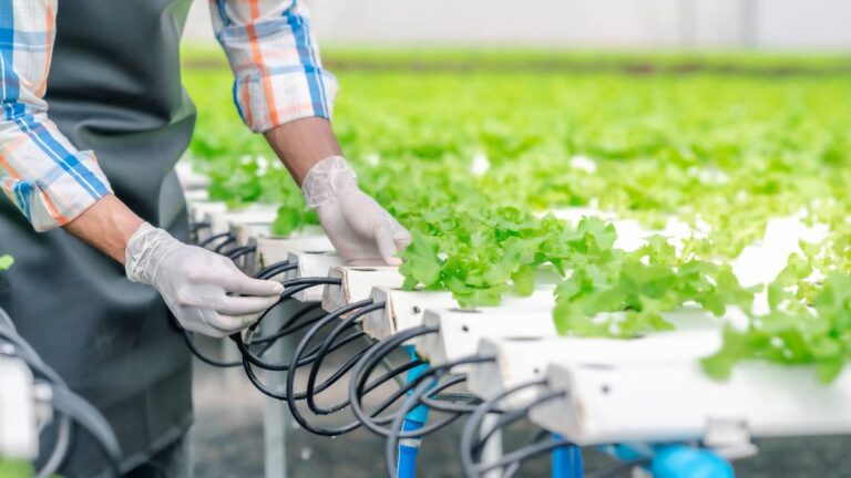 Hydroponic Fodder Systems | Sustainable Future | FK Amber